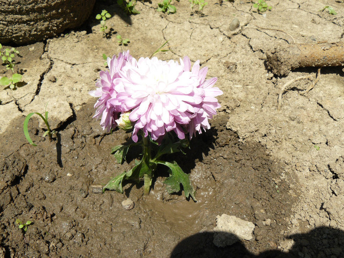 P1020904 - Crizanteme