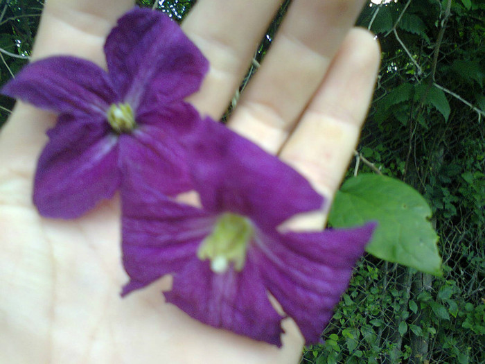  - Gradina 2012