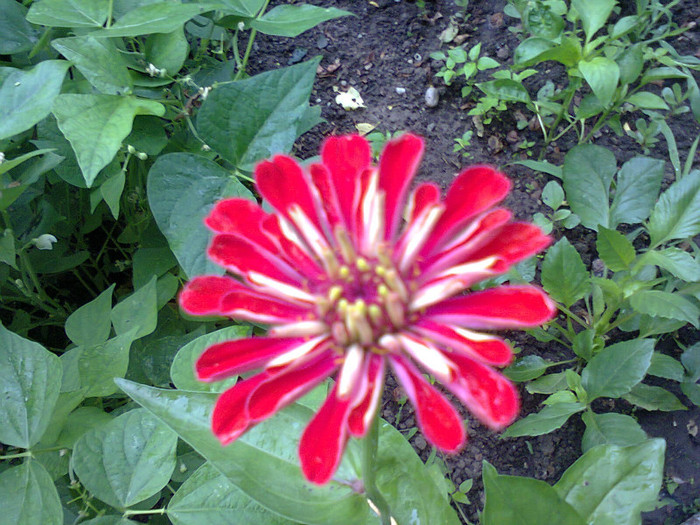  - Gradina 2012