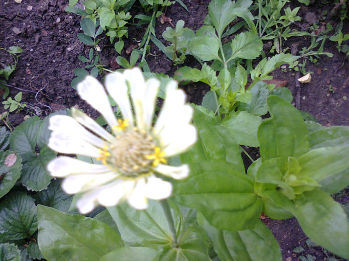  - Gradina 2012