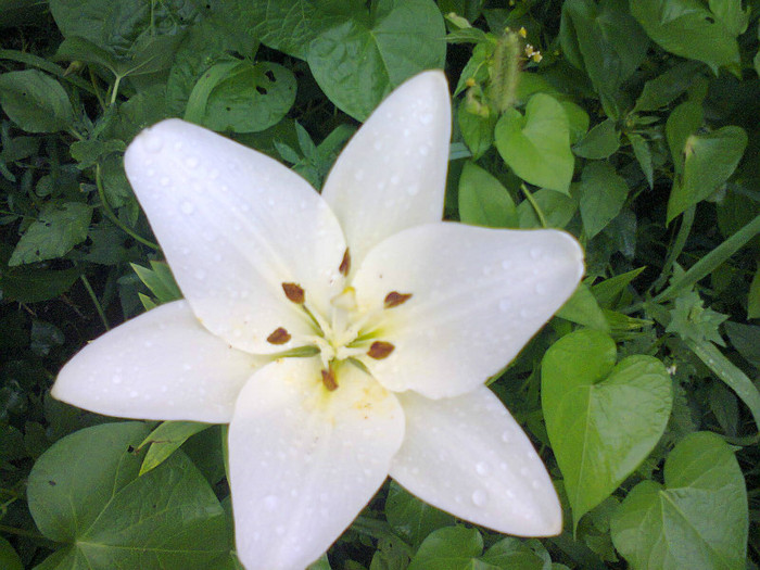  - Gradina 2012