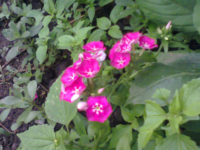  - Gradina 2012