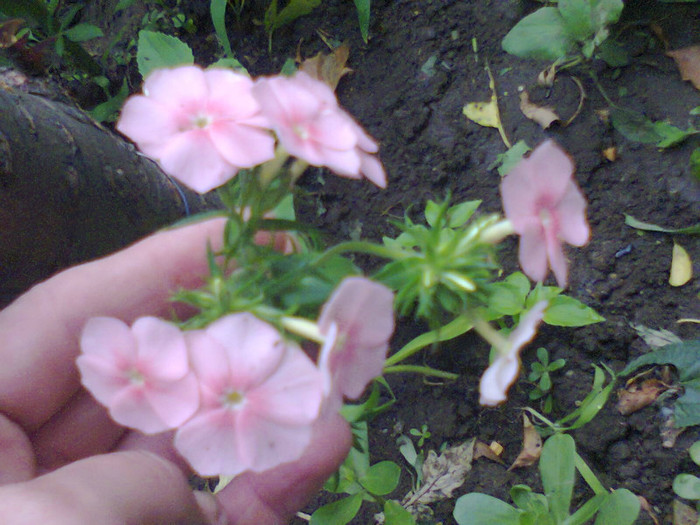  - Gradina 2012