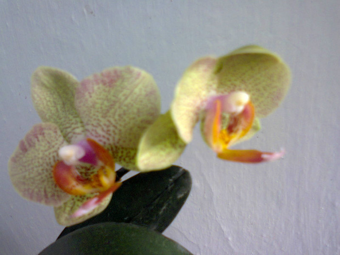  - A-Flori 2012