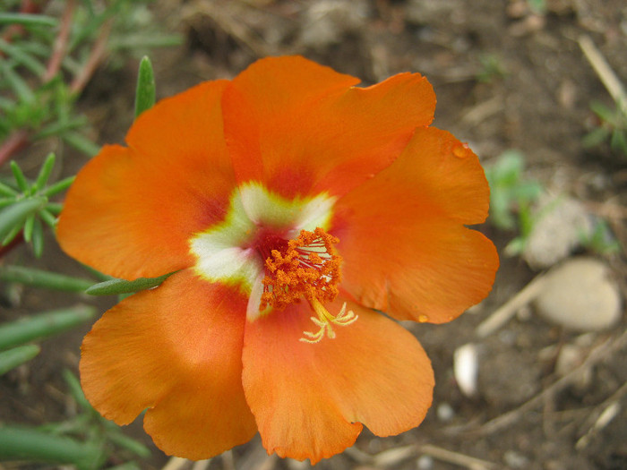 Flori de piatra - gradina 2012