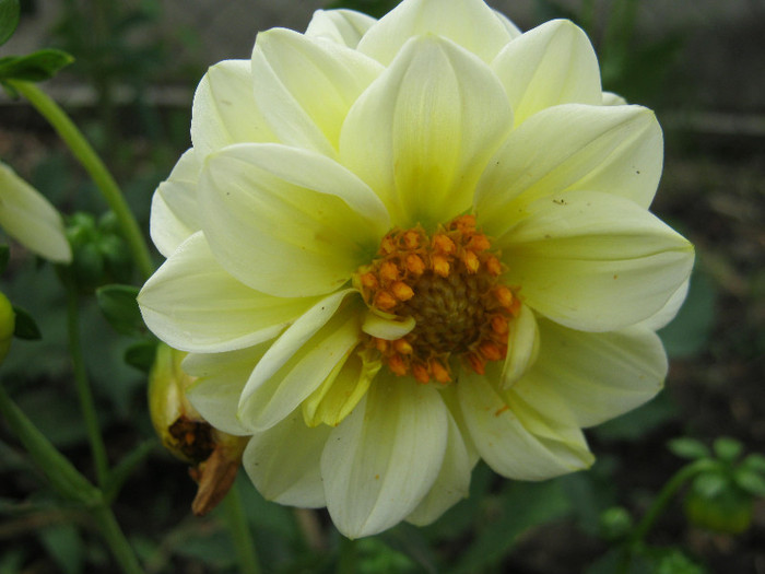 Dalie - gradina 2012