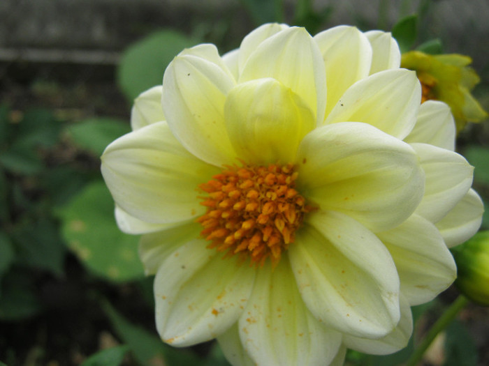 Dalie - gradina 2012