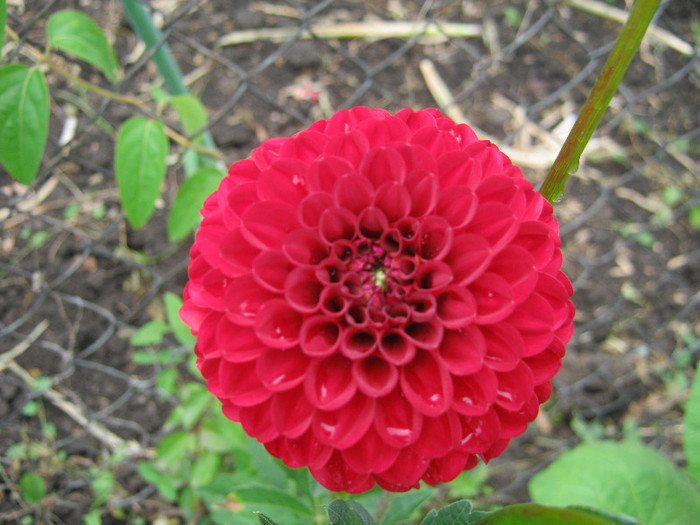 Dalie - gradina 2012