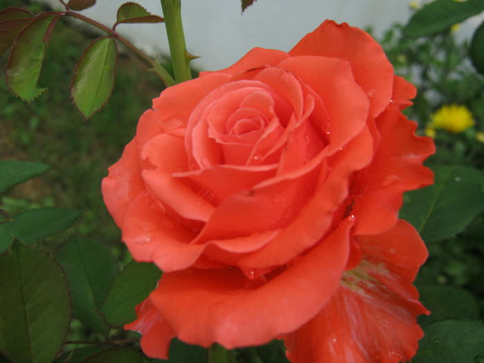 Trandafiri 52 - trandafiri 2012