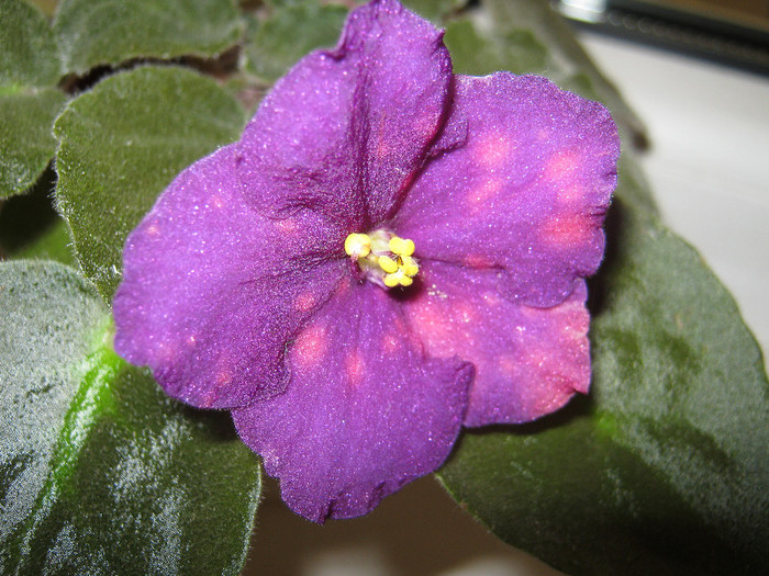 Violete 13 - Bliznecy; Bliznecy - Multumesc Arianna
