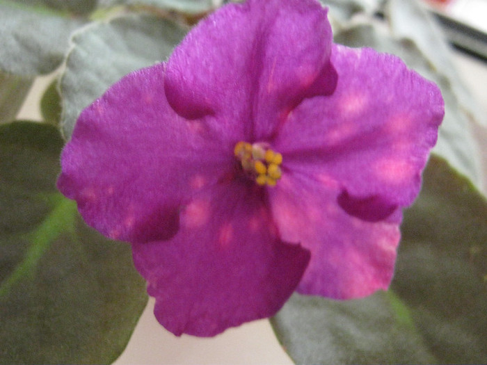 Violete 14 - Bliznecy - violete 2012