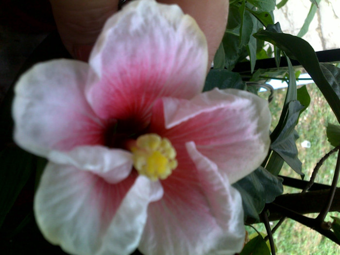 pink dream
