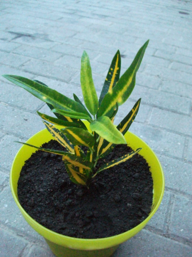 croton - Plante decorative