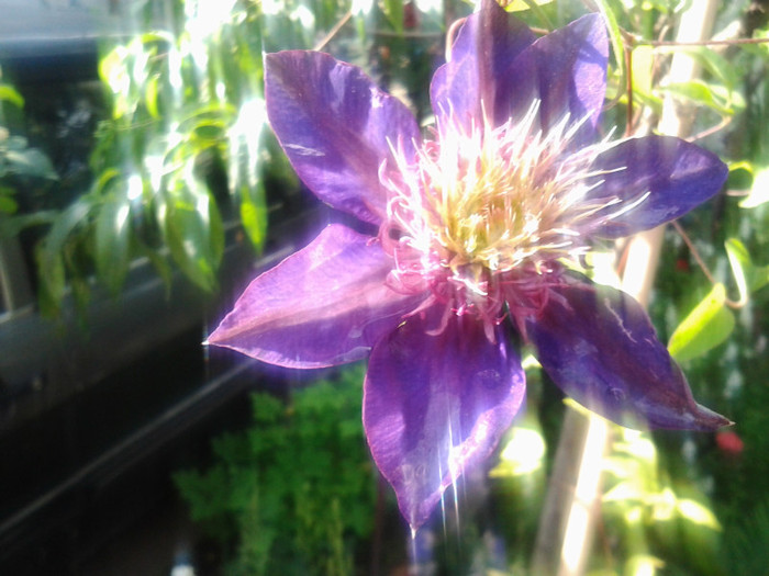 2012-06-26 09.06.21 - CLEMATITE