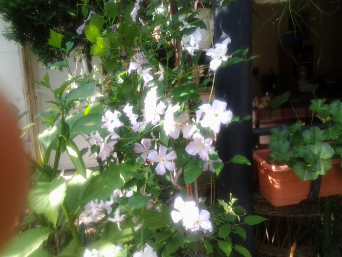 2012-06-26 09.09.28 - CLEMATITE