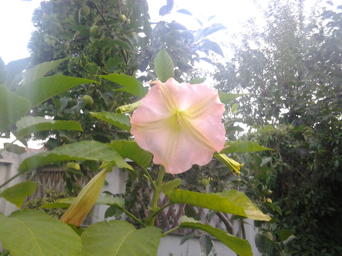 brugmansia roz - brugmansia