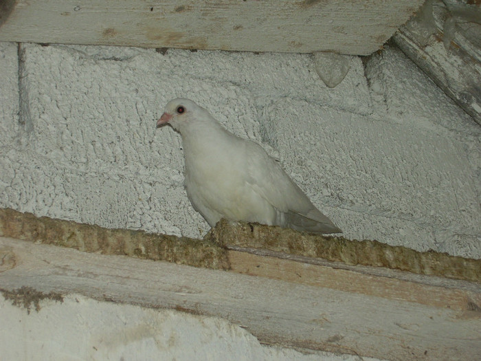 Picture 030; pui birmingham
