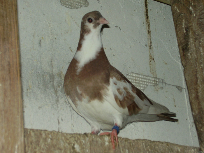 Picture 036femela; pui birmingham
