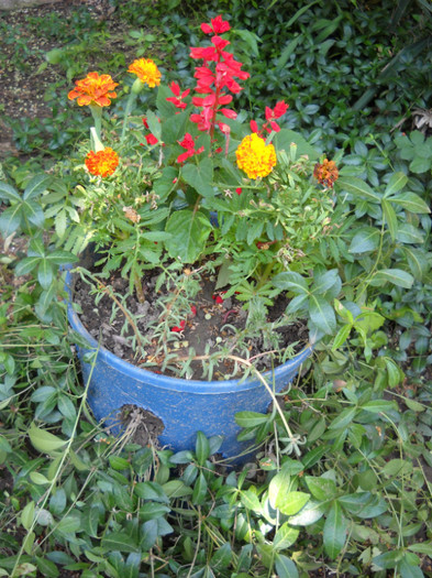 DSCN1763; Aranjament floral
