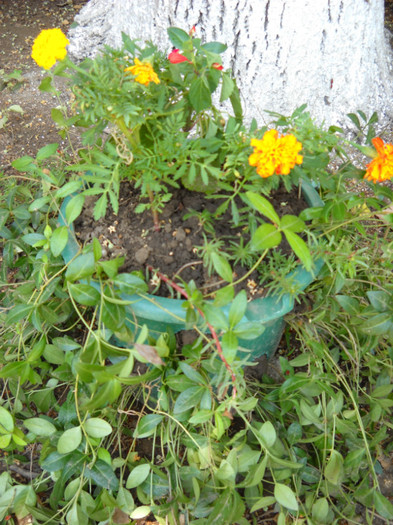 DSCN1764; Aranjament floral
