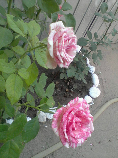 Fotografie-0051_e1 - Pink Intuition---Trandafir Artistic