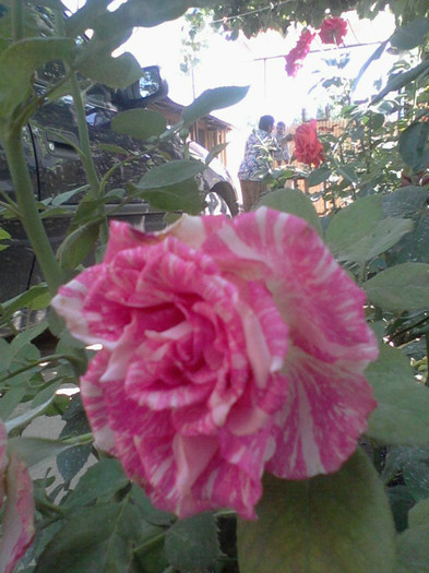 Fotografie-0055_e1 - Pink Intuition---Trandafir Artistic