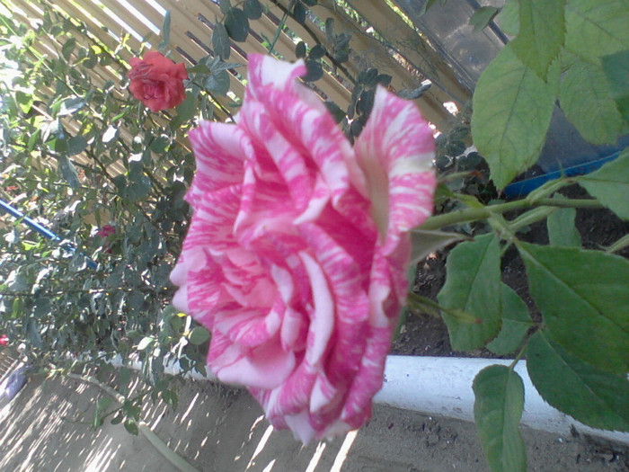 Fotografie-0058 - Pink Intuition---Trandafir Artistic