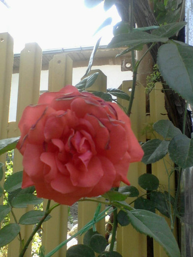 Fotografie-0065_e1 - Salita