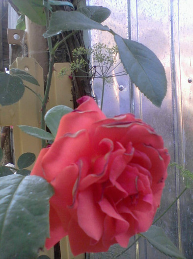 Fotografie-0066_e1 - Salita