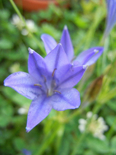 Triteleia laxa Queen Fabiola (2012,Jun.25)