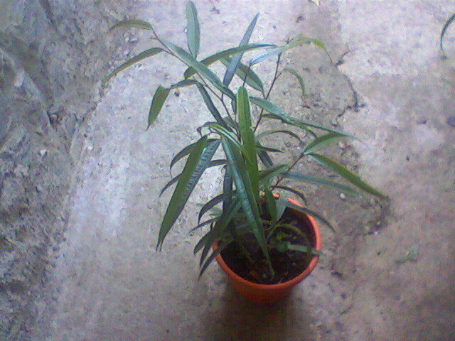 longifolia Alii - ficusi