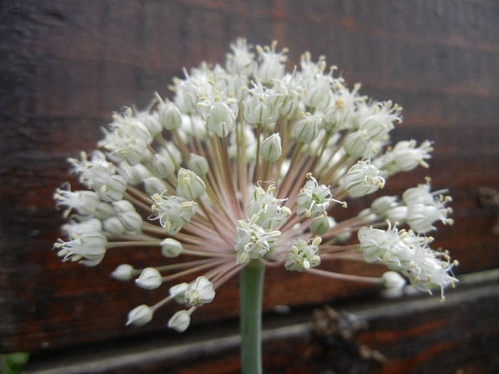 Common 0nion (2012, June 26) - Allium cepa_Onion
