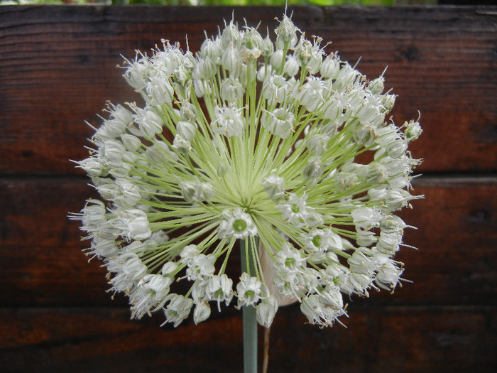Bulb 0nion (2012, June 26) - Allium cepa_Onion