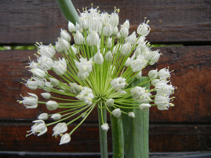 Common 0nion (2012, June 26) - Allium cepa_Onion