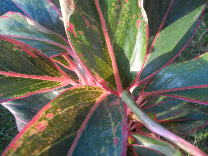 Aglaonema Crete (2012, June 25)