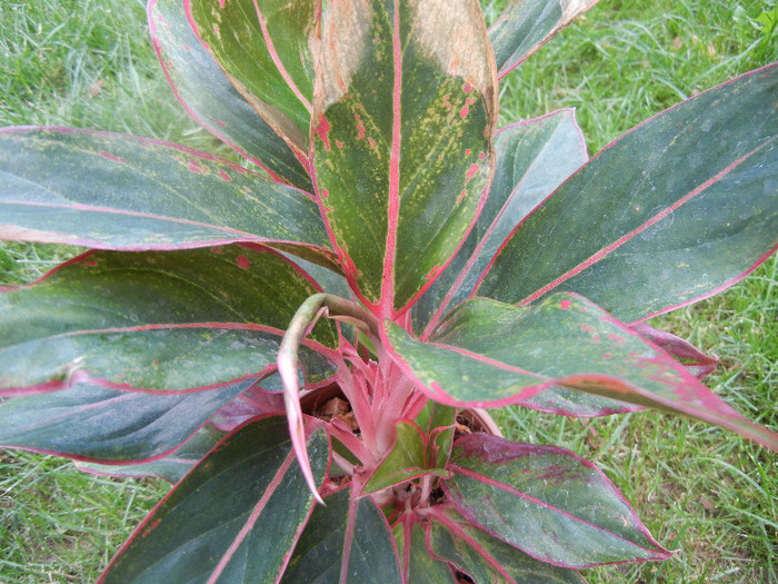 Aglaonema Crete (2012, June 26) - Aglaonema Crete