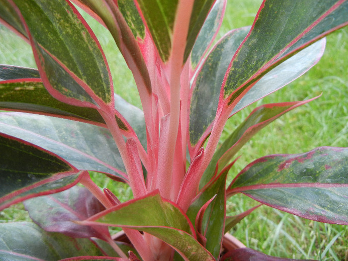 Aglaonema Crete (2012, June 26) - Aglaonema Crete