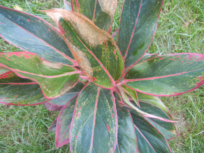 Aglaonema Crete (2012, June 26) - Aglaonema Crete