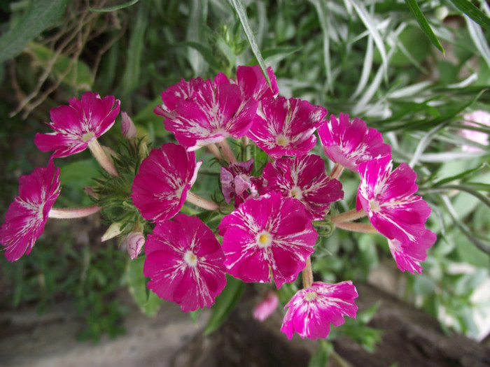 DSCF7800 - c-vara