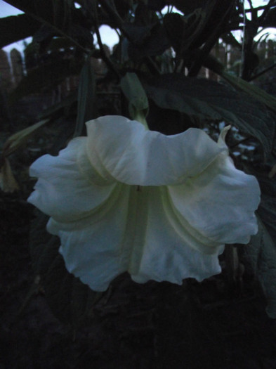 DSCF7796 - c-vara