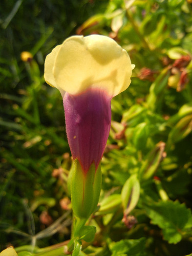 Torenia Gilded Grape (2012, June 25) - TORENIA Gilded Grape