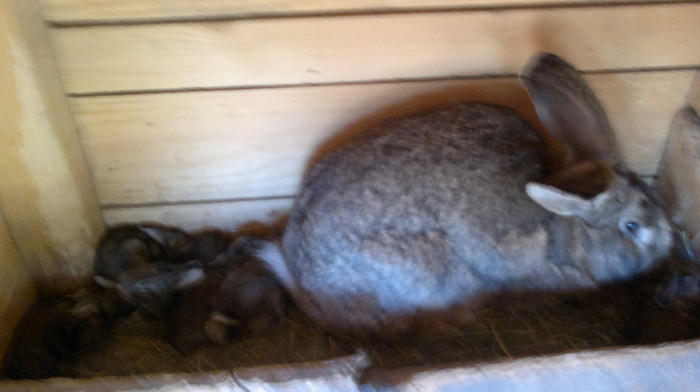 Femela  cu puii 2012