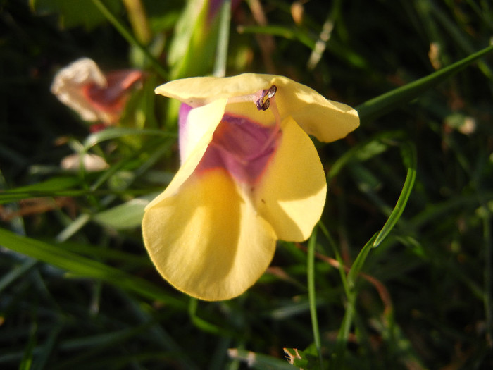 Torenia Gilded Grape (2012, June 25) - TORENIA Gilded Grape