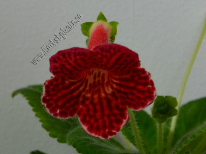 Kohleria Moa (GS); 2012
