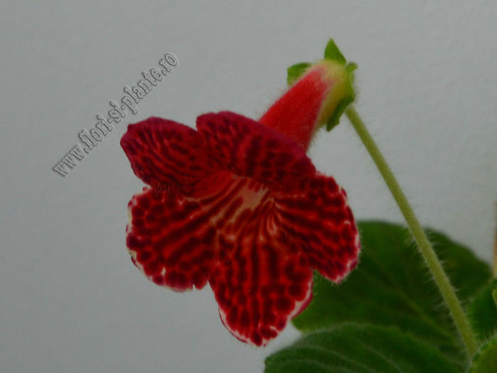 Kohleria Moa (GS); 2012
