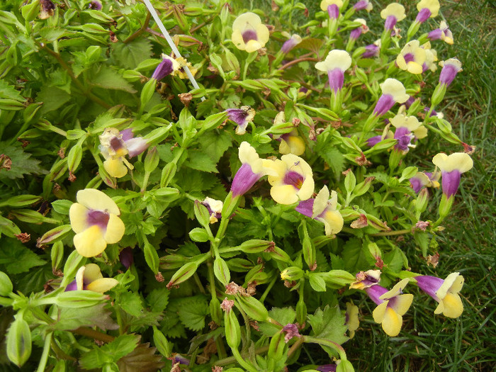 Torenia Gilded Grape (2012, June 26) - TORENIA Gilded Grape