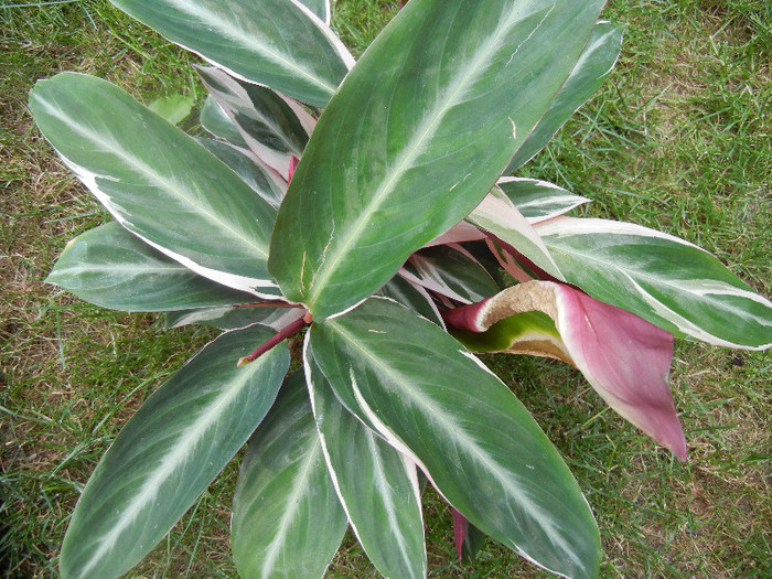 Calathea Triostar (2012, June 26)