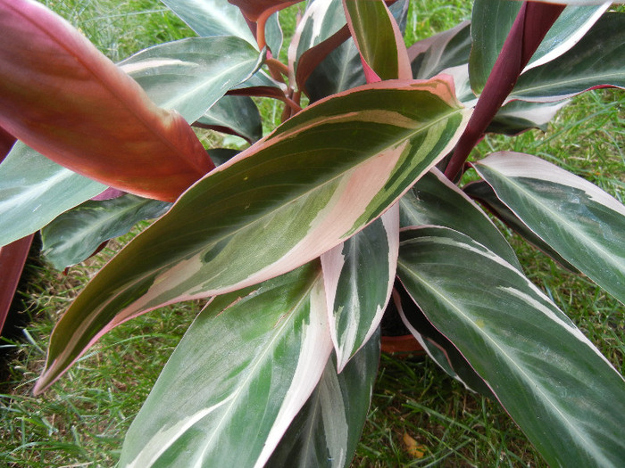 Calathea Triostar (2012, June 26)