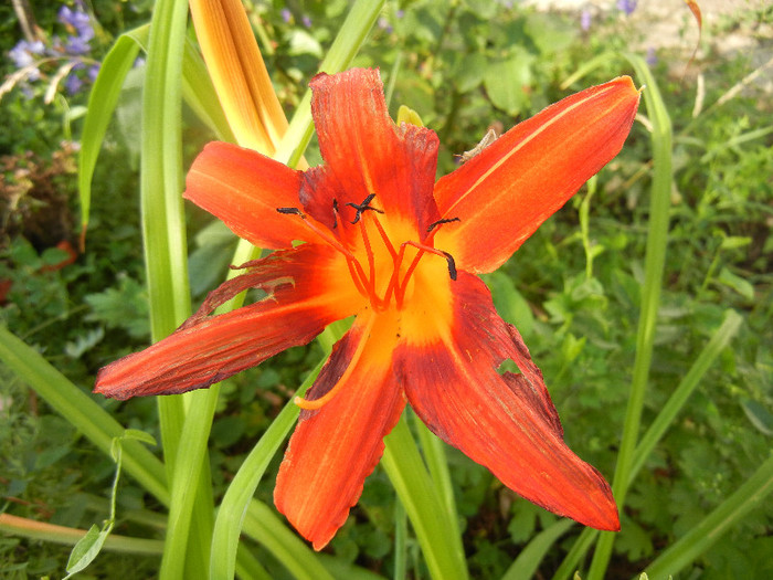 Hemerocallis Red (2012, June 24)