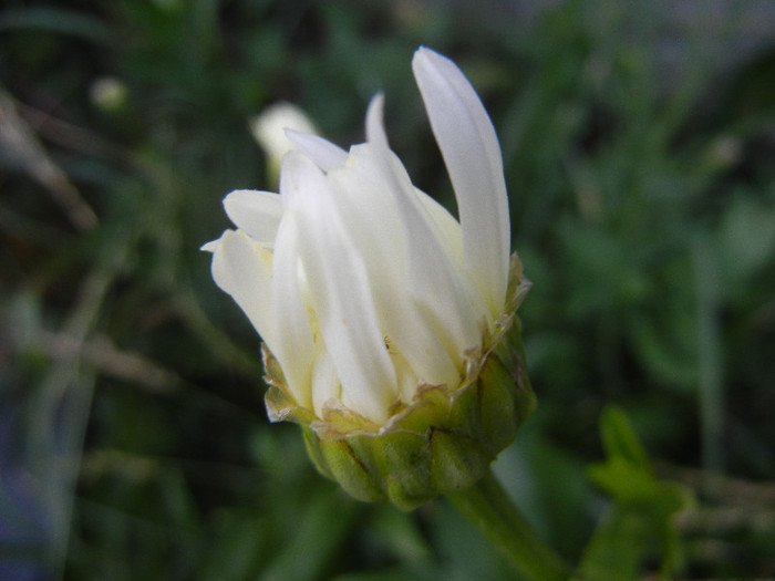 Leucanthemum vulgare (2012, June 25) - DAISY Ox-eye Daisy